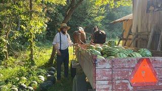 Harvesting Watermelons at Titus Morris’ Henson Creek Farm 