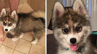 People Are Losing Their Minds Over This Ridiculous Husky-Pomeranian Mix