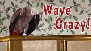Einstein Parrot's Crazy Waving Antics!