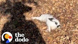 Bunny Was Abandoned In A Park | The Dodo