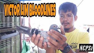 VICTOR LIM WINNERS BLOODLINES, PINAHAWAK KO!!! RENAN TABIOS | A.D.S & 3 ANGELS LOFT