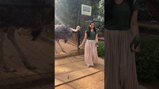 இதான் அந்த Ostrich-ஆ எவ்ளோ பெருசா இருக்கு பாருங்களேன் | Anitha Sampath Vlogs #shorts