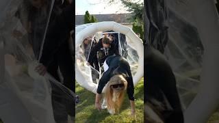 World’s first Gas chamber challenge