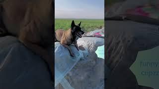Caring dog loved by everyone ️#caring #funnyclipzz