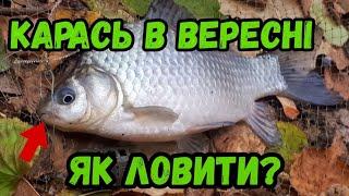 Карась в вересні. Як ловити? Де шукати? Особливості поведінки карася восени.