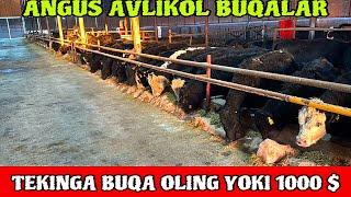 ANGUS AVLIKOL BUQALAR VA TEKINGA BUQA OLING