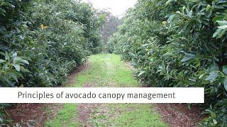 Principles of avocado canopy management