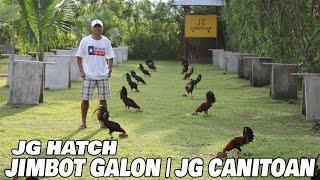 Beautiful Hatch Jimbot Galon JG CANITOAN FARM | Big Farm In The Philippines