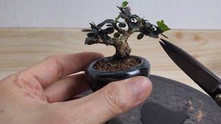 Repot for mame bonsai, cutting Antidesma acidum tree #분재 #bonsai