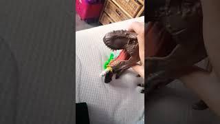 OLA #meme. #funny #dinosaur #shorts