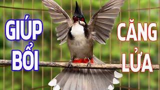 Video Kích Chào Mào Bổi Hót - Hót Giọng Hay - Căng Lửa #chaomaohot