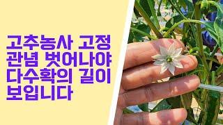 고추농사 고정관념을 깨고 상황을  따라갈 때  다수확이 보입니다