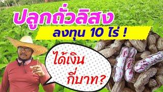 ปลูกถั่วลิสง ลงทุน 10 ไร่ ได้เงิน กี่บาท?