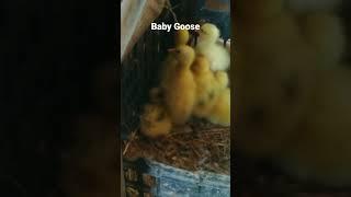 #babygoose