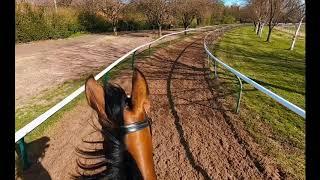 Racehorse training. Riding out on the gallops in Newmarket.