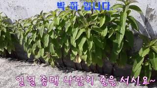 (꼬부랑 울 엄마의 정원 6탄)야생화 허브 박하 잎 따다가 코 끝에 닿는순간 (향기가 시원합니다)