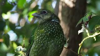 Meow! The call of the Green Catbird