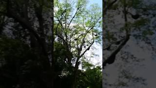 POHON Penuh Madu