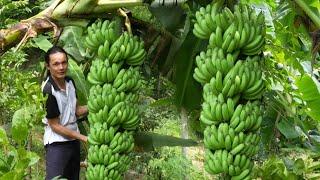 2 year living in forest, Harvest Big Bananas to market sell, Vàng Hoa