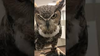 The call of a great horned owl