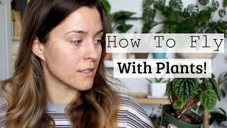 How To Fly On An Airplane With Houseplants! Traveling With Plants As Carry On!