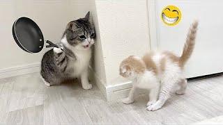 Funny Dogs And Cats Videos 2024  - Best Funniest Animal Videos Of The week #687