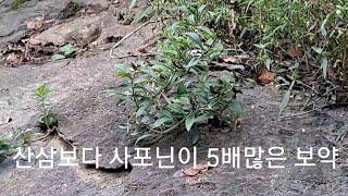 기린초,산삼보다 사포닌이 5배많은 보약 죽은 사람도 살린다는 약초/건강정보 HERBS