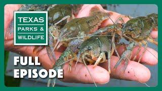 PBS Show - Crayfish Concerns & More