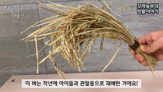 베란다텃밭 화분에 벼농사 짓기:: 집에서 벼키우기:: 식물관찰:: rice farming:: how to grow rice at home