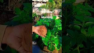 coconut water  | greenery | terrace garden | #youtubeshorts #coconut #water #shuma #yoyohoneysingh