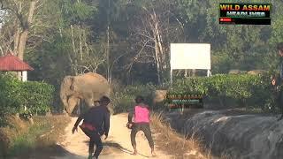 Stupid people and wild elephants