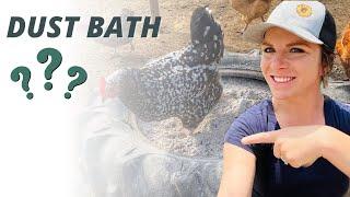 Your Most Common Chicken Dust Bath Questions - Answered!