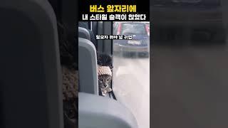 버스 앞자리에 내 스타일 승객이 앉았다