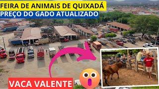 FEIRA dos ANIMAIS em QUIXADÁ,Fui ATACADO por uma VACA VALENTE