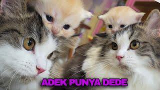 ANAK KUCING PERTAMA KALI MAIN DENGAN DEDE KUCING