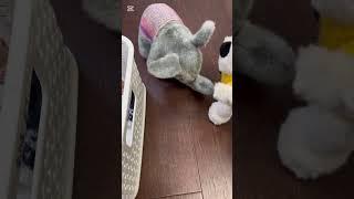 콩이의하루2편