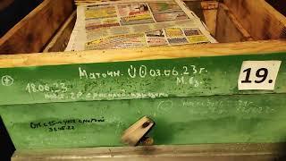 26 ноября23 смотрим пчёл в деревне  Как зимуют и другое