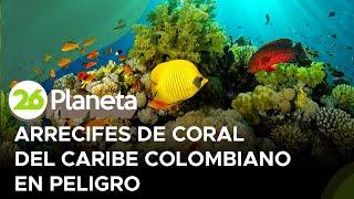 COLOMBIA | Arrecifes de Coral en peligro