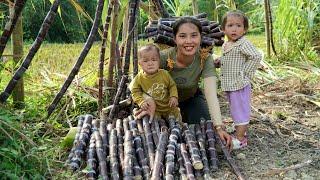 Harvesting the purple sugar cane garden to sell at the market - giant fish trap with a small son