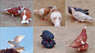 7 pairs of pigeons are made These are very beautiful pairs || All pigeon birds