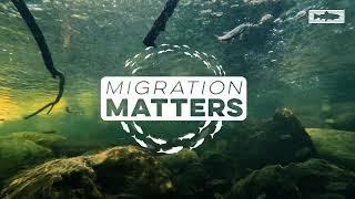 Migration Matters: Monitoring Fish Migration Across California