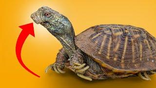 Garden State Tortoise Rescue: Duck-Billed Turtle Can Barely Open Its Mouth!