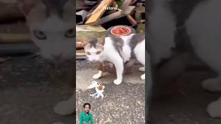 Cat monkey funny video #cat #funny #pets #comedy #animal