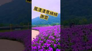 謝雷 名曲「風淒淒意綿綿」️