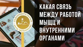 Как связаны работа мышц и состояние внутренних органов