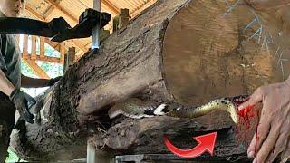 Death comes quickly!! Hell wood takes its toll at the Australian timber mill || Sawmills