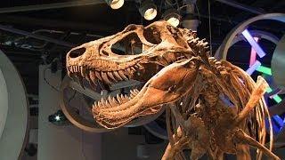 Discovering and understanding a new type of dinosaur | Sci NC