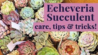 Echeveria Succulents - A Beginners Guide to Care & Propagation