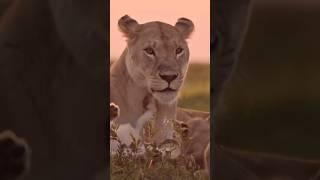 Caring Instincts of the Lioness #lioness #animals #animallover #nature #naturelovers #wildlife #lion