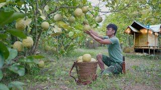 2 months living alone in the forest - Harvest big grapefruit. Build coop raise duck 80%